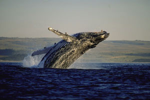 whale-watching-in-plett whale-watching-in-plett